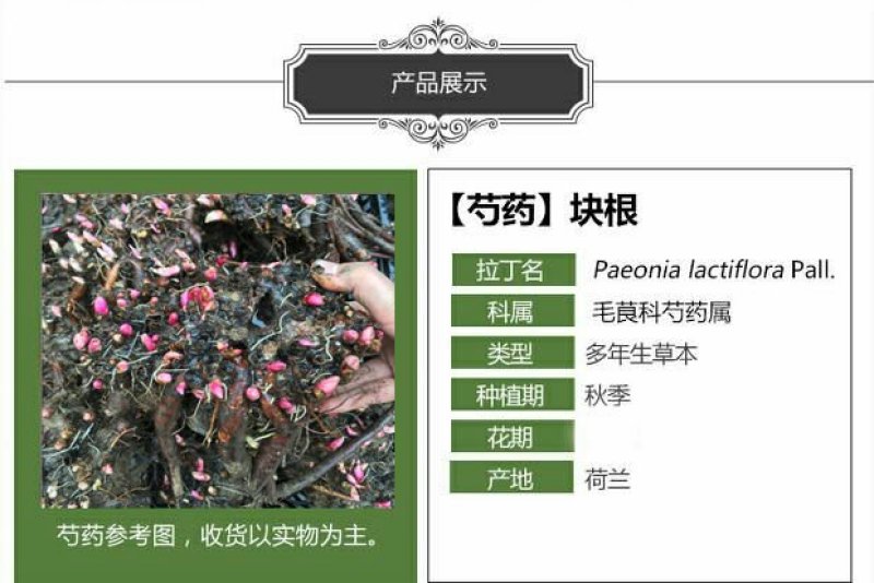 当年开花芍药根块带芽牡丹花苗根茎种球耐寒植物庭院室内好养
