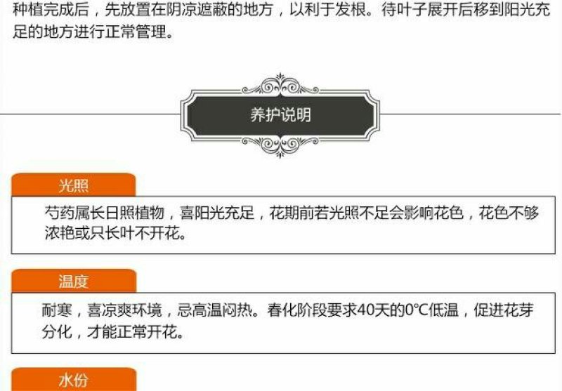 当年开花芍药根块带芽牡丹花苗根茎种球耐寒植物庭院室内好养