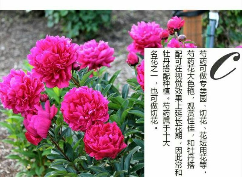 当年开花芍药根块带芽牡丹花苗根茎种球耐寒植物庭院室内好养