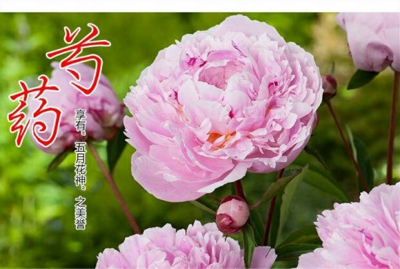 当年开花芍药根块带芽牡丹花苗根茎种球耐寒植物庭院室内好养