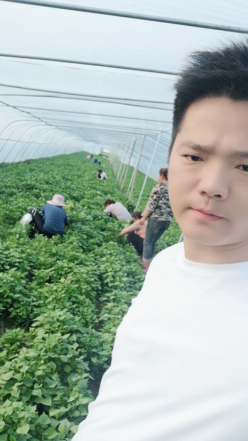 红薯苗