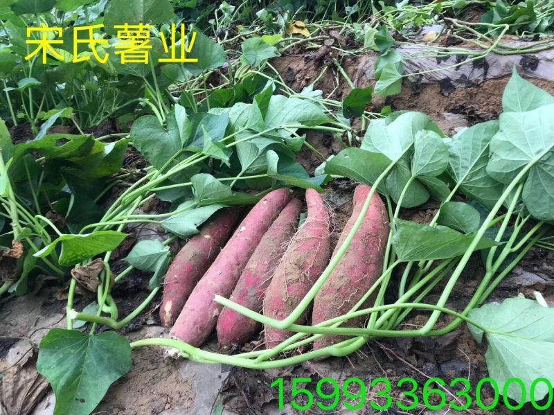 红薯苗