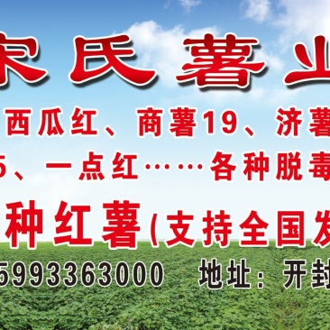 红薯苗