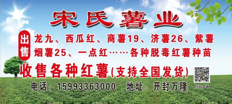 红薯苗