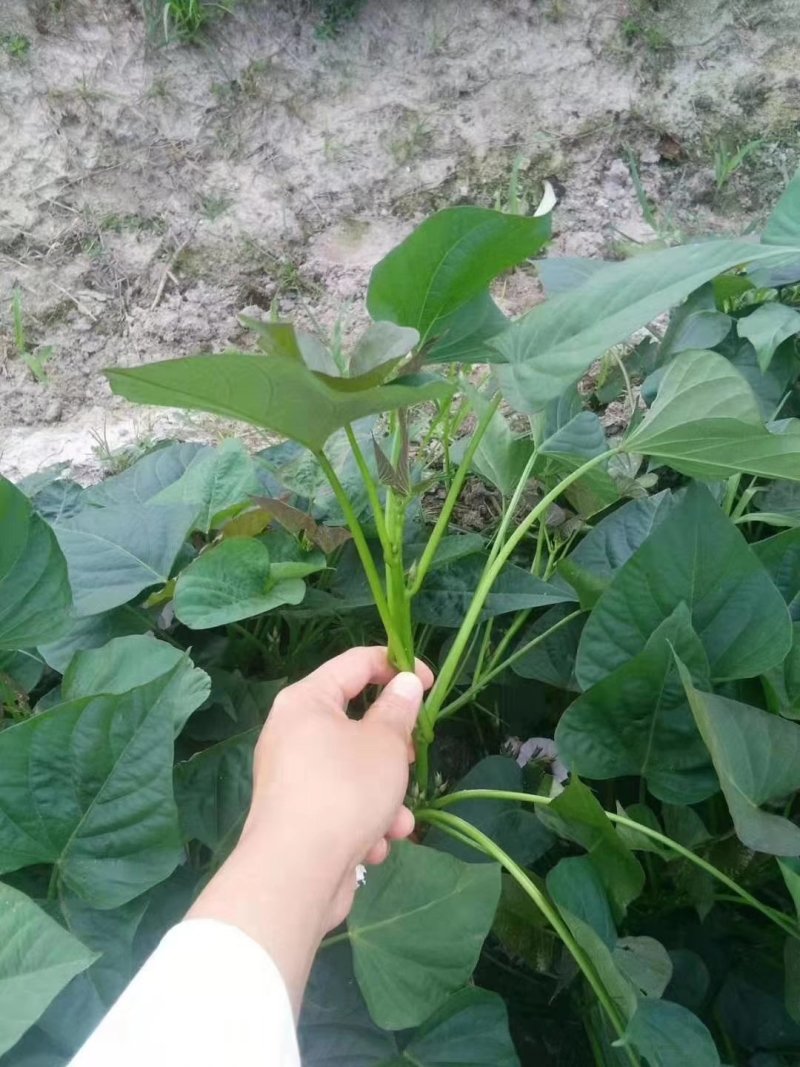红薯苗