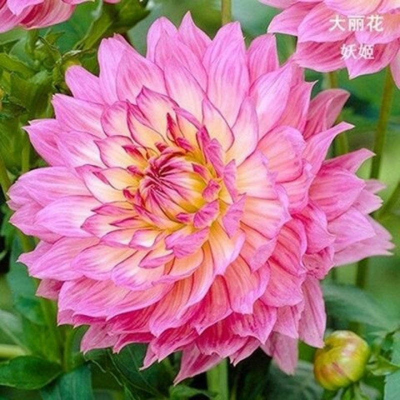 进口大丽花种球大丽菊苗地瓜花种子球根花卉庭院种植盆栽带花