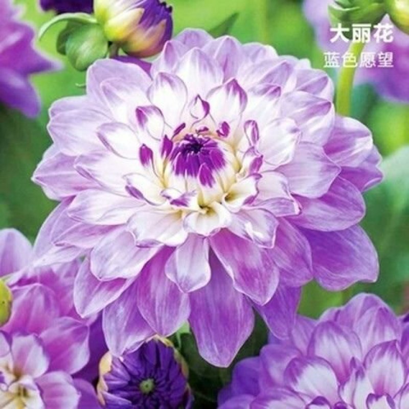 进口大丽花种球大丽菊苗地瓜花种子球根花卉庭院种植盆栽带花