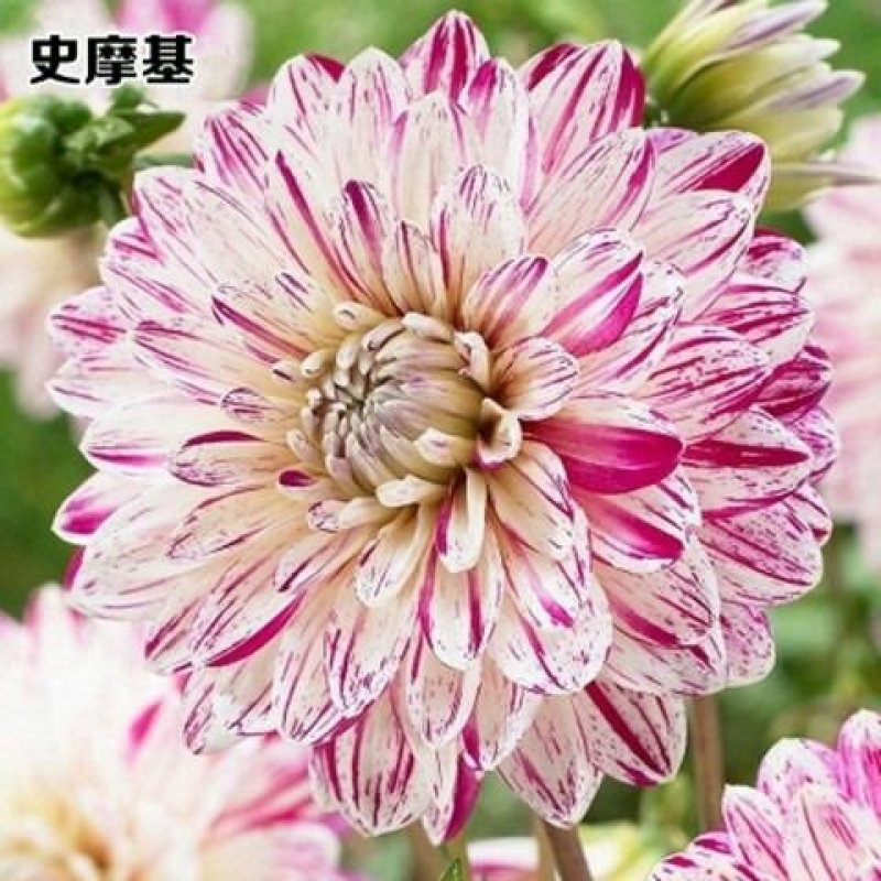 进口大丽花种球大丽菊苗地瓜花种子球根花卉庭院种植盆栽带花