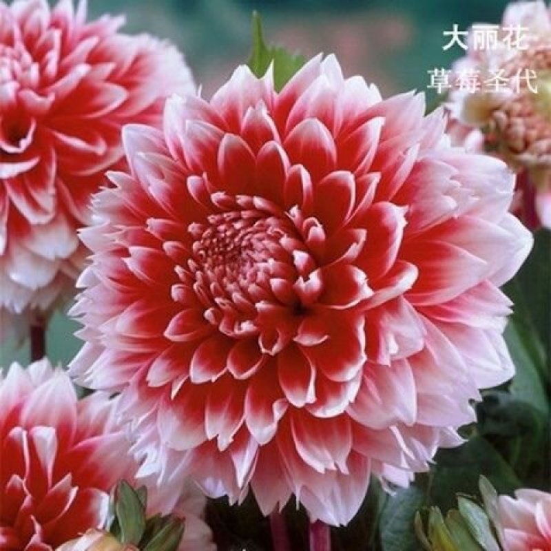 进口大丽花种球大丽菊苗地瓜花种子球根花卉庭院种植盆栽带花