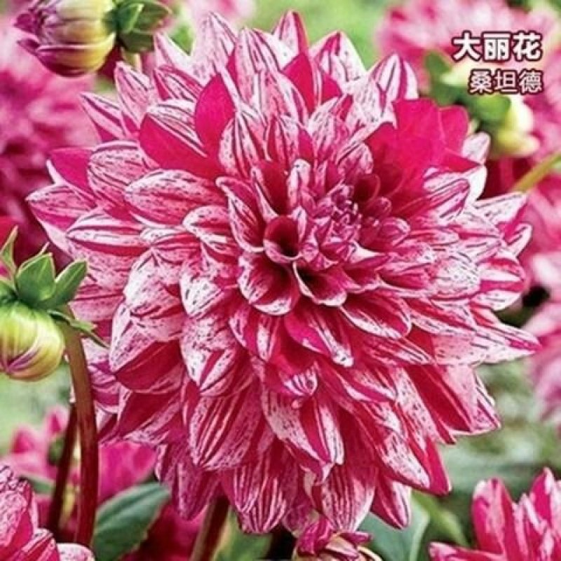 进口大丽花种球大丽菊苗地瓜花种子球根花卉庭院种植盆栽带花
