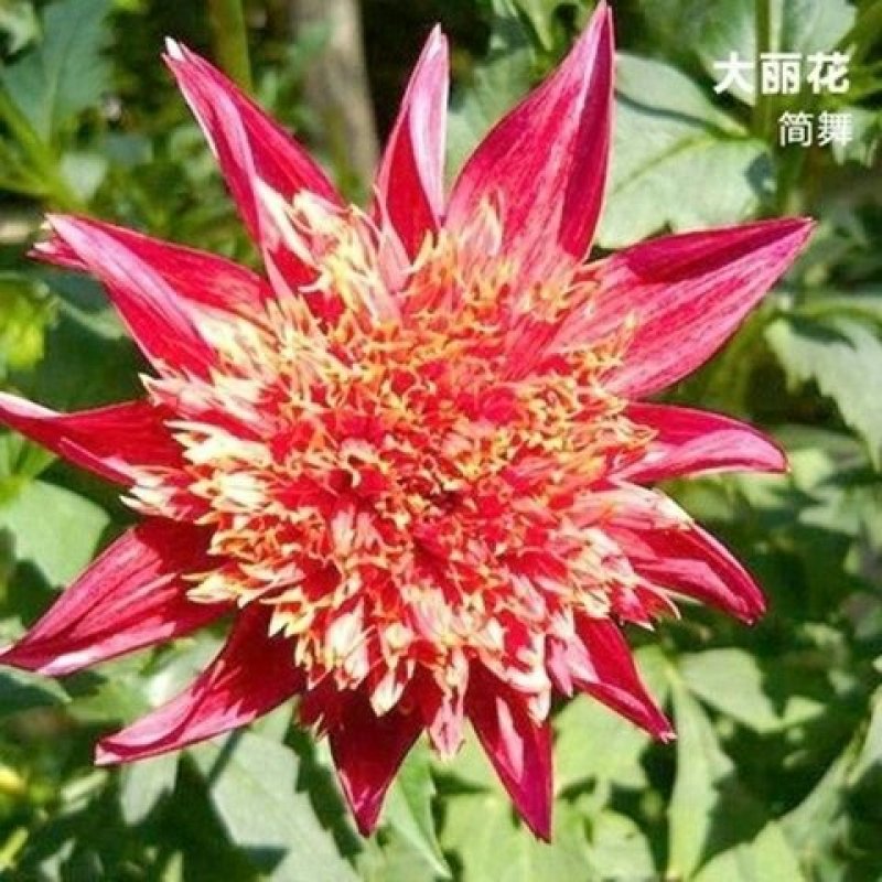 进口大丽花种球大丽菊苗地瓜花种子球根花卉庭院种植盆栽带花