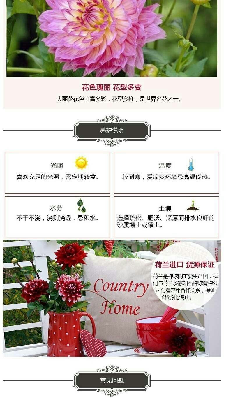 进口大丽花种球大丽菊苗地瓜花种子球根花卉庭院种植盆栽带花