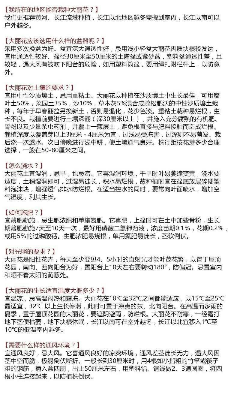 进口大丽花种球大丽菊苗地瓜花种子球根花卉庭院种植盆栽带花