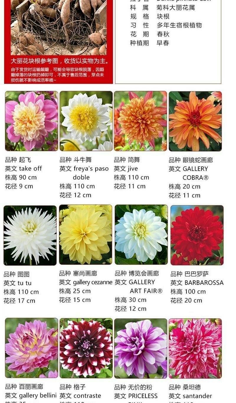 进口大丽花种球大丽菊苗地瓜花种子球根花卉庭院种植盆栽带花