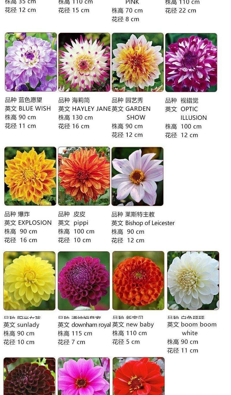 进口大丽花种球大丽菊苗地瓜花种子球根花卉庭院种植盆栽带花