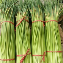 杞县优质新鲜红帽蒜苔大量上市，货源充足，规格齐全