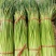杞县优质新鲜红帽蒜苔大量上市，货源充足，规格齐全