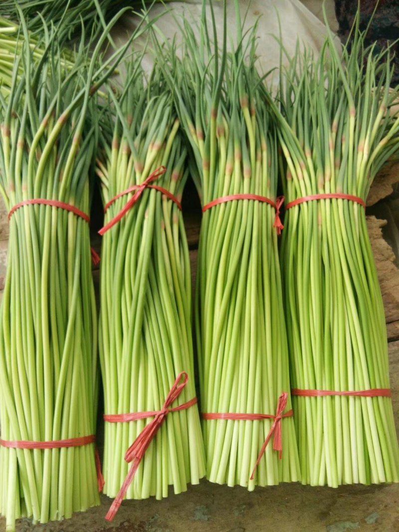 杞县优质新鲜红帽蒜苔大量上市，货源充足，规格齐全