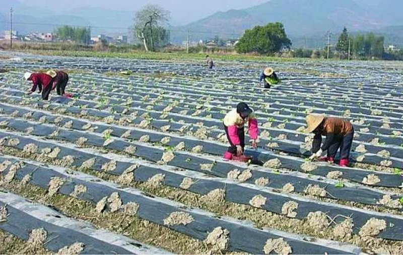 全新料黑白地膜，黑白相间地膜厂价直销，量大优惠种植农膜