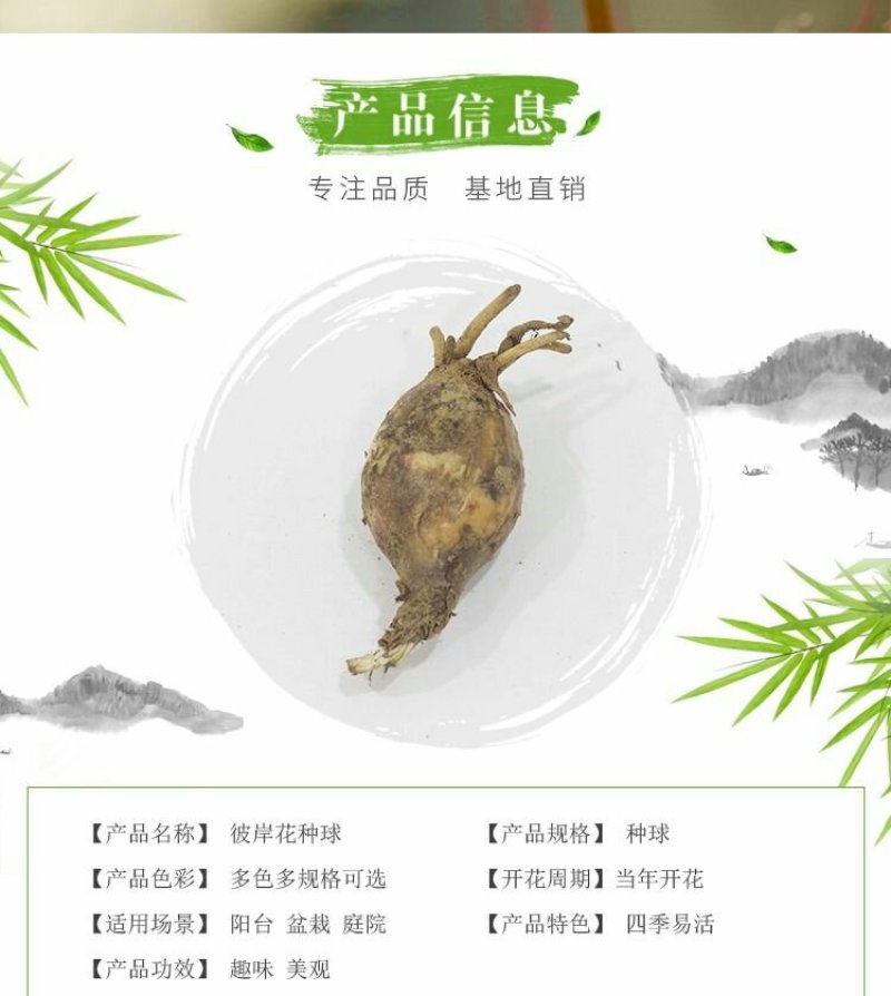 彼岸花种球曼珠沙华大种球野生现挖石蒜种子四季花卉室内外盆