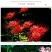 彼岸花种球曼珠沙华大种球野生现挖石蒜种子四季花卉室内外盆
