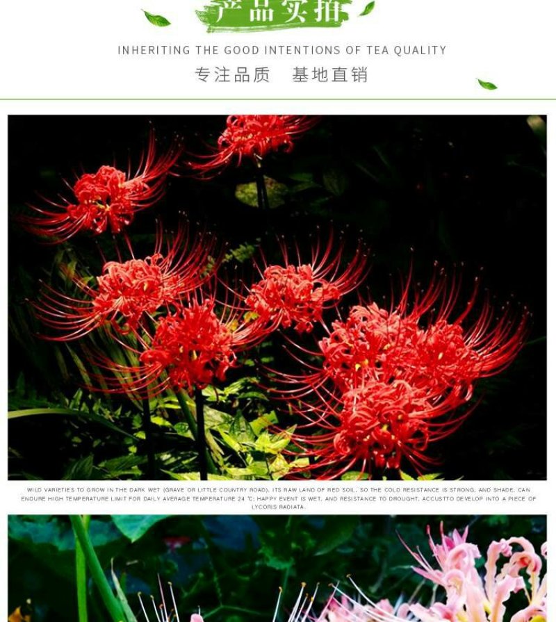 彼岸花种球曼珠沙华大种球野生现挖石蒜种子四季花卉室内外盆