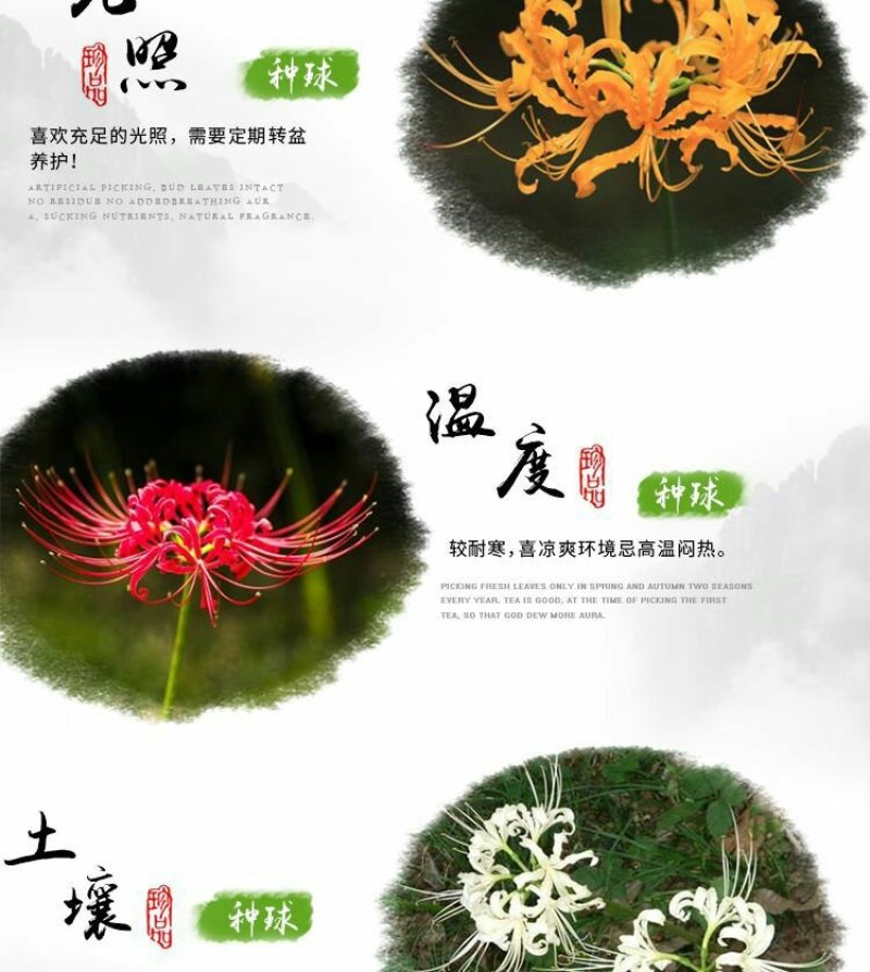彼岸花种球曼珠沙华大种球野生现挖石蒜种子四季花卉室内外盆