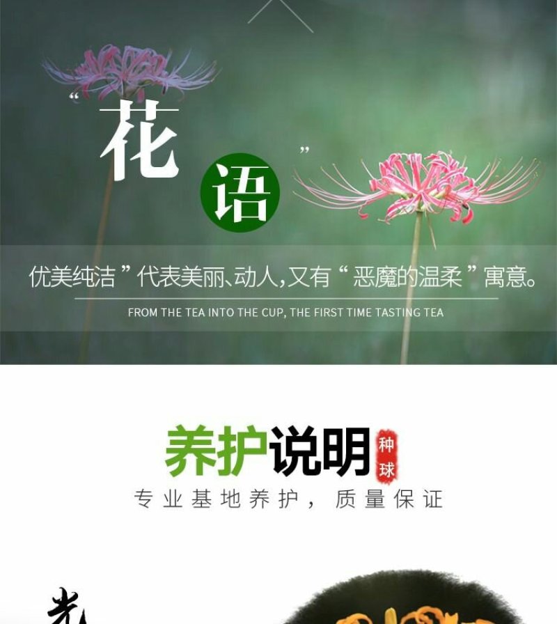彼岸花种球曼珠沙华大种球野生现挖石蒜种子四季花卉室内外盆