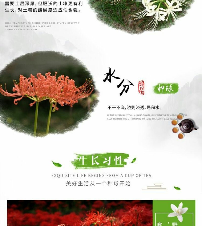 彼岸花种球曼珠沙华大种球野生现挖石蒜种子四季花卉室内外盆