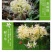 彼岸花种球曼珠沙华大种球野生现挖石蒜种子四季花卉室内外盆