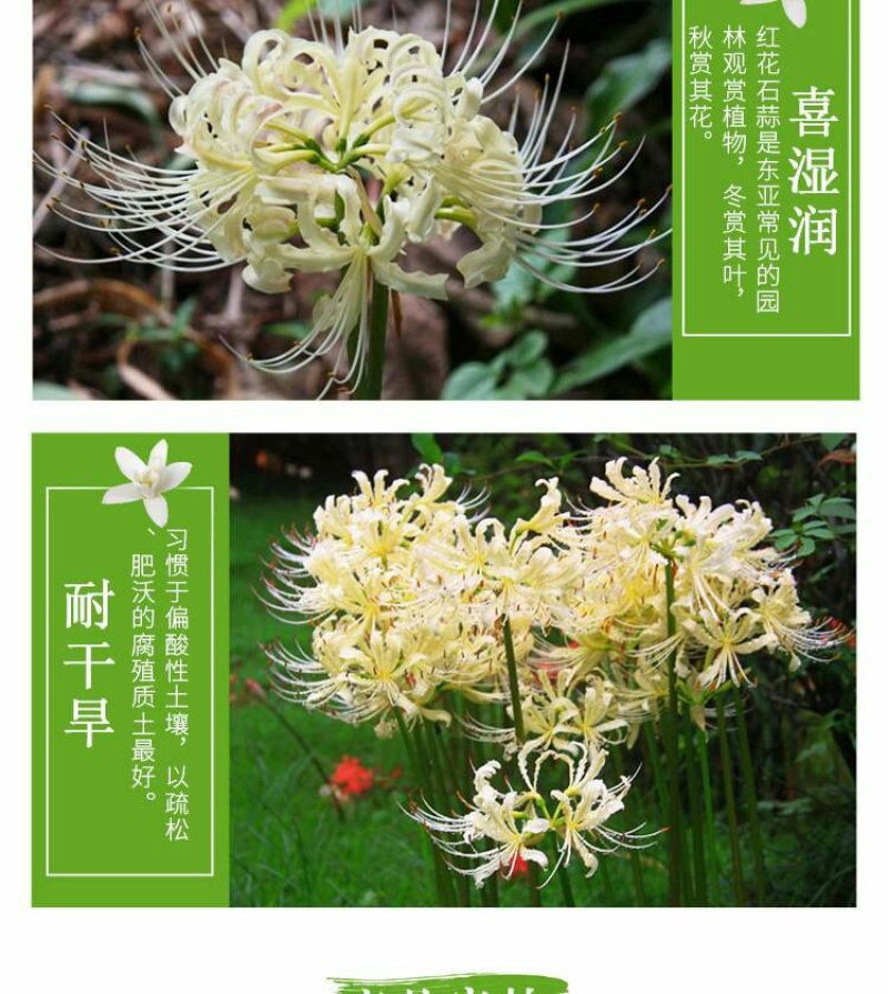 彼岸花种球曼珠沙华大种球野生现挖石蒜种子四季花卉室内外盆