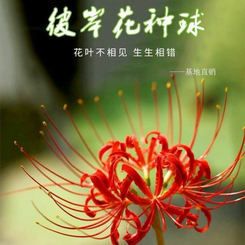 彼岸花种球曼珠沙华大种球野生现挖石蒜种子四季花卉室内外盆