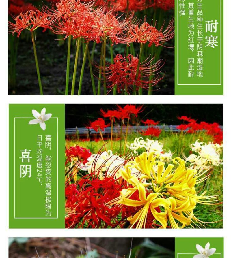 彼岸花种球曼珠沙华大种球野生现挖石蒜种子四季花卉室内外盆