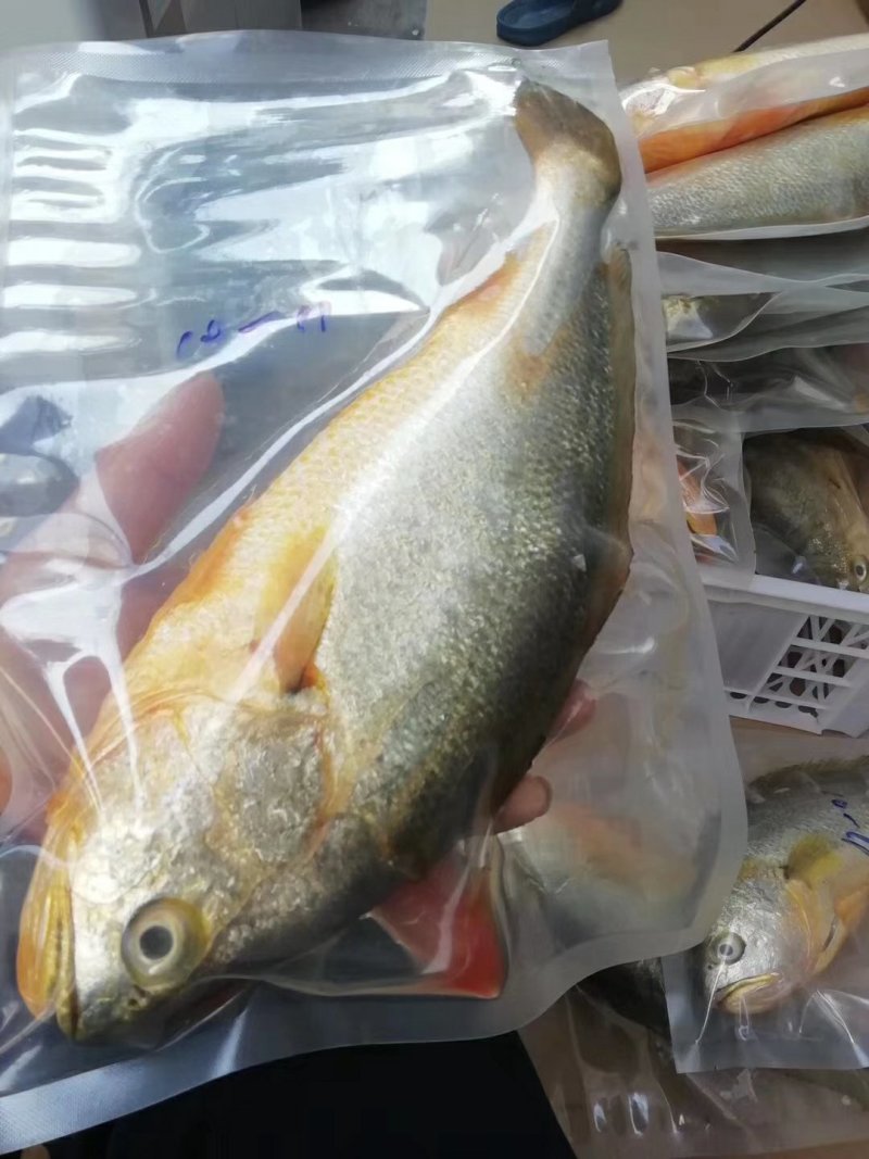 湛江硇洲天然黄花鱼