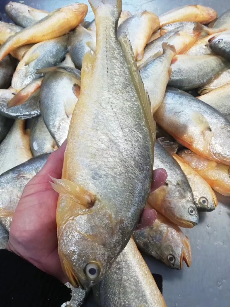 湛江硇洲天然黄花鱼