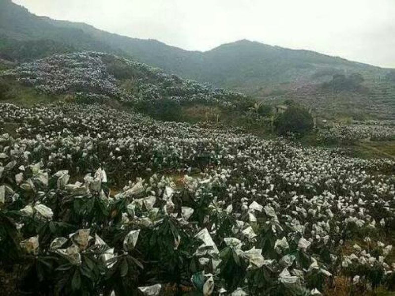 云霄枇杷