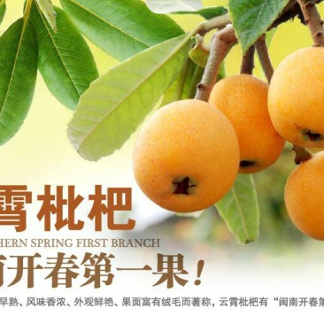 云霄枇杷