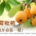 云霄枇杷