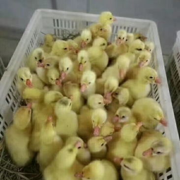 孵化场大量鹅苗供应