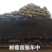 高度20-30公分树莓苗红树莓苗白山树莓苗基地批发