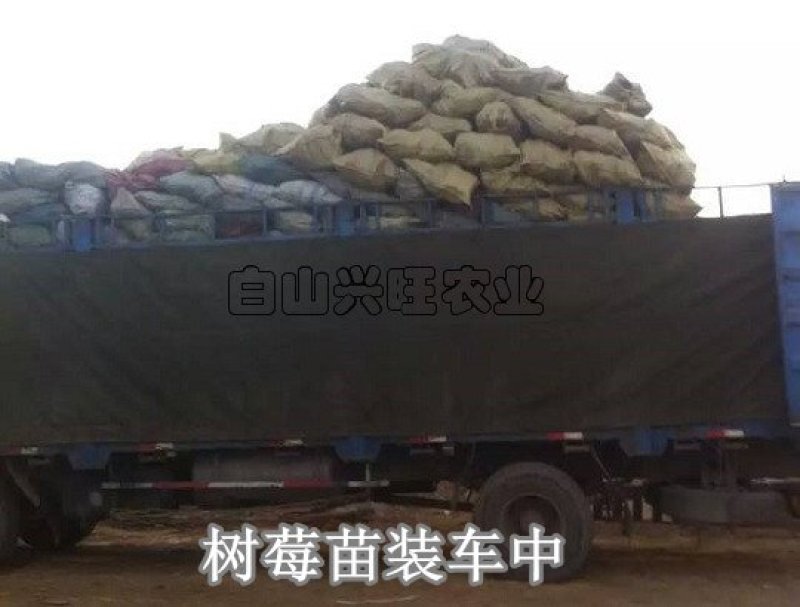 高度20-30公分树莓苗红树莓苗白山树莓苗基地批发