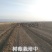 高度20-30公分树莓苗红树莓苗白山树莓苗基地批发