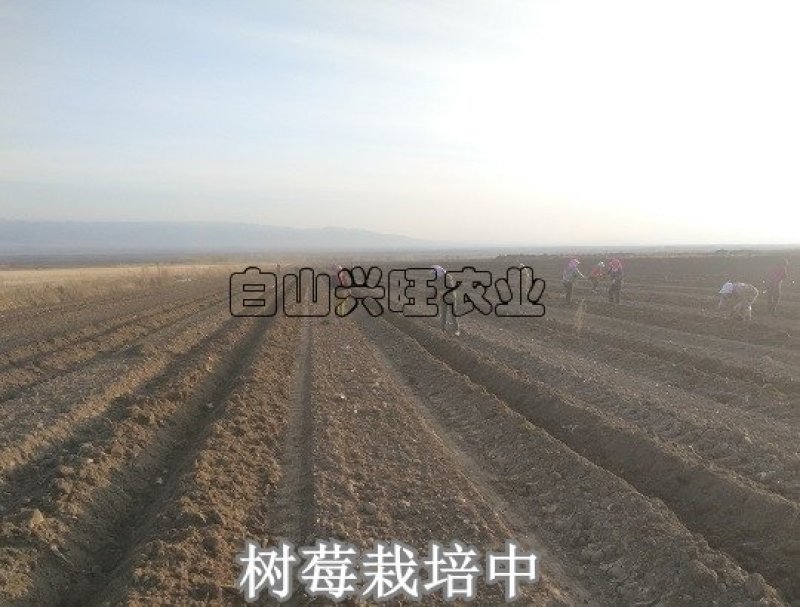 高度20-30公分树莓苗红树莓苗白山树莓苗基地批发