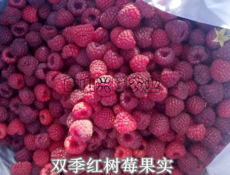 高度20-30公分树莓苗红树莓苗白山树莓苗基地批发