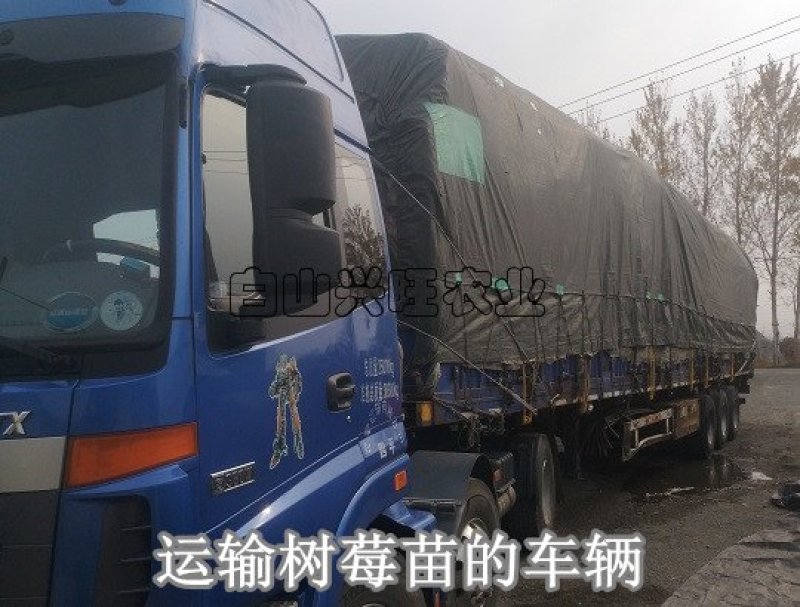 高度20-30公分树莓苗红树莓苗白山树莓苗基地批发