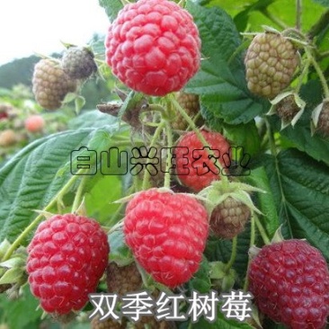 高度20-30公分树莓苗红树莓苗白山树莓苗基地批发