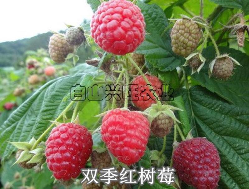 两年生大果双季红树莓苗基地批发价格直发