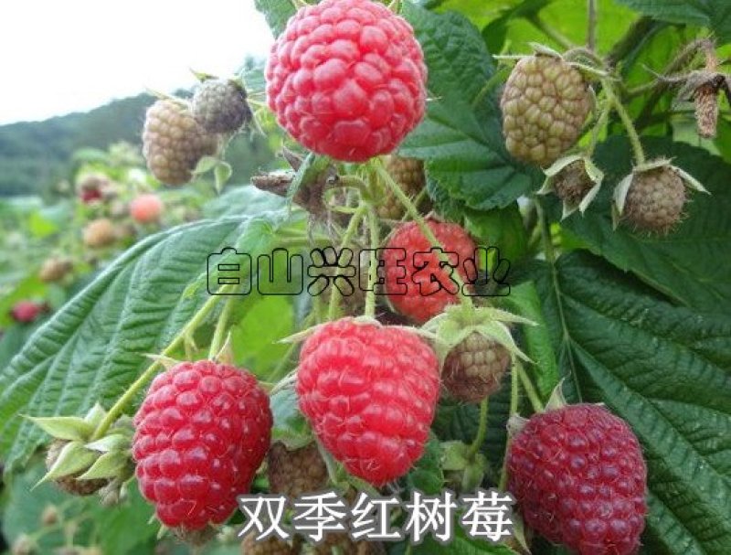 高度20-30公分树莓苗红树莓苗白山树莓苗基地批发