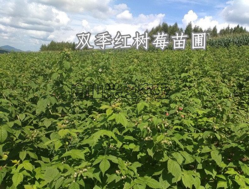 高度20-30公分树莓苗红树莓苗白山树莓苗基地批发