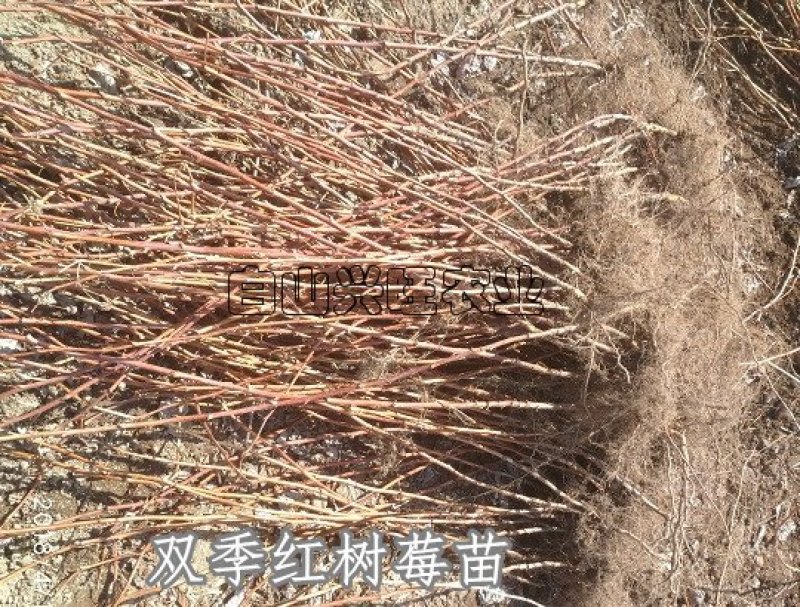高度20-30公分树莓苗红树莓苗白山树莓苗基地批发